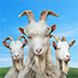 模拟山羊3多人联机版官网版下载-模拟山羊3多人联机版最新版